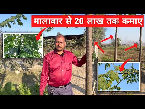 वीडियो: मालाबार पहाड़ी इतनी महंगी क्यों है?