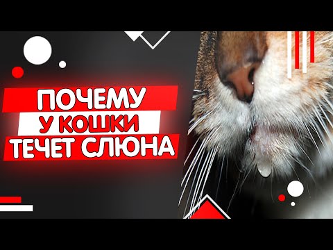 Видео: Почему моя кошка пускает слюни?