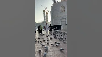ليتني في سرب الحمام 