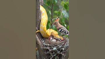 The hoopoe bird fights against a python snake that is about to eat its eggs #animals #birds #snake