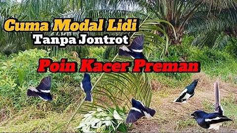 Mikat Kacer Di Musim Hujan Cuma Modal Lidi&Mp3 Tanpa Jontrot