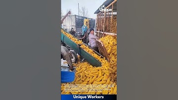 Farming for beginners: a simple guide to corn farming