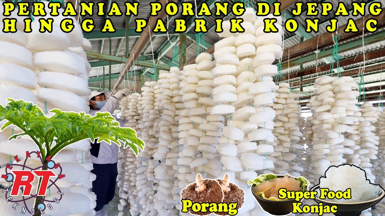 TERNYATA BEGINI TAHAPAN PROSES PERTANIAN PORANG UNTUK PRODUKSI KONJAK DI JEPANG