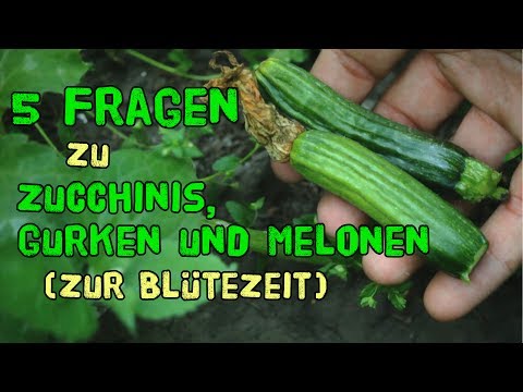 Video: Zucchini-Setzlinge (22 Fotos): Wie Sieht Es Aus Und Was Ist Zu Tun, Wenn Es Während Des Anbaus Gestreckt Wird? Pflanzsamen. Warum Werden Ihre Blätter Gelb Und Ist Es Möglich, Die S