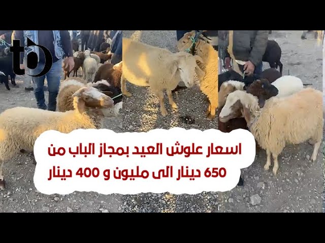 باجة : اسعار علوش العيد بمجاز الباب من 650 دينار الى مليون و 400 دينار class=
