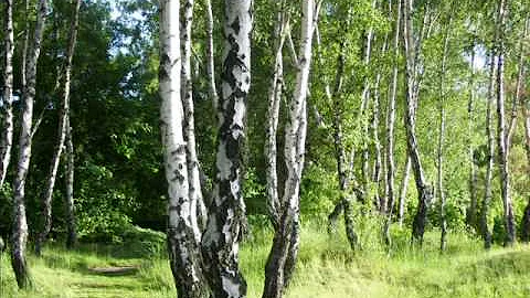 The voice of Anna German among Polish birches in May ! - DayDayNews