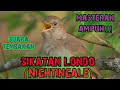 Sikatan Londo Nightingale Masteran Terbaik Untuk Murai Batu Mp3 - Mp4 Download