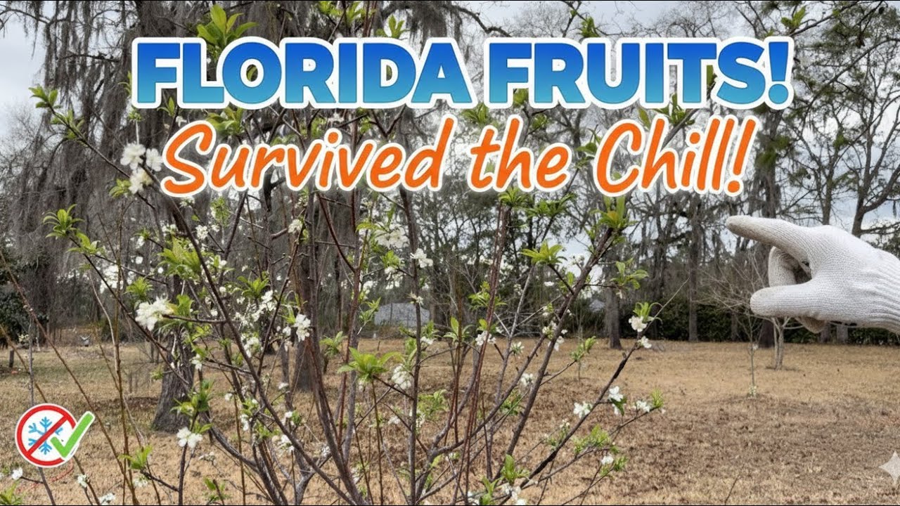 В центральной Флориде в 2026 году планируется выращивать фруктовые деревья.