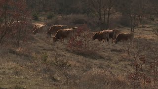 Immersion au camp militaire de Canjuers - biodiversité et pastoralisme