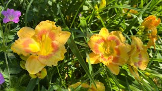 How to Plant &amp; Grow Bare Root Daylilies