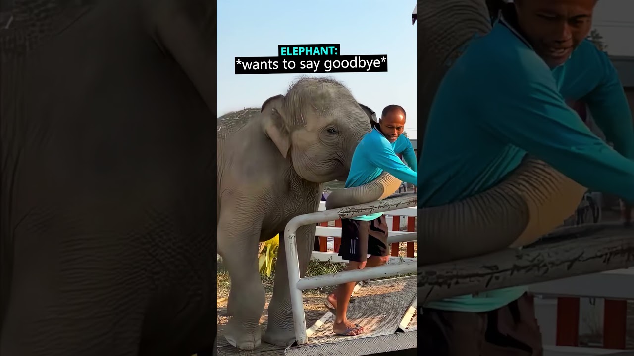 This Baby Elephant Wanted to Say Goodbye 😳 (sagar.rijal2001/TT)