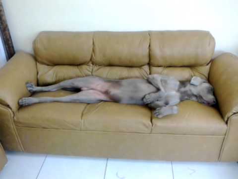 Resultado de imagen para weimaraner sofa