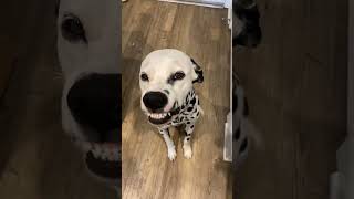 funnydogs#cute#doglover#doglife#cure#dogshorts#pet#doglife#dogshorts
