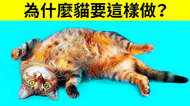 为什么猫会在看到你的时候把肚皮翻过来 - 天天要闻