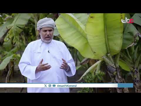 ساهمت وزارة الثروة الزراعية و السمكية و موارد المياه في عملية تطوير زراعة فاكهة الموز