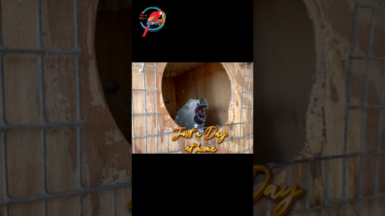 Just A Squawky Day | #parrot #birds
