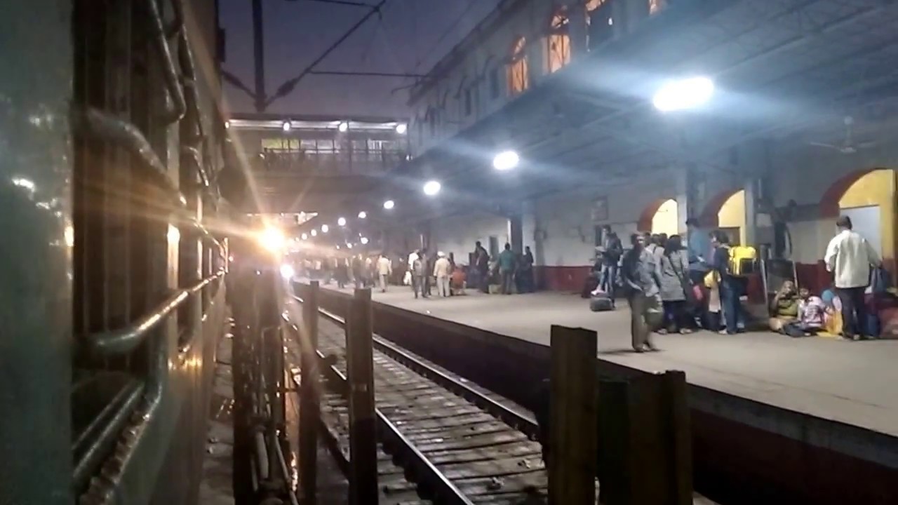 cow in font of train