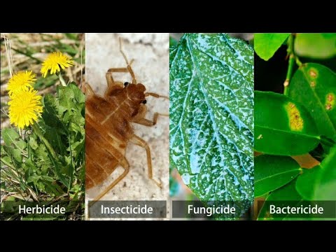 Video: A përdorin fermerët organikë pesticide?