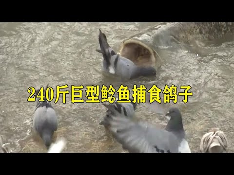 240斤巨型鲶鱼捕食鸽子，鸽子来不及逃跑，被一口吞掉