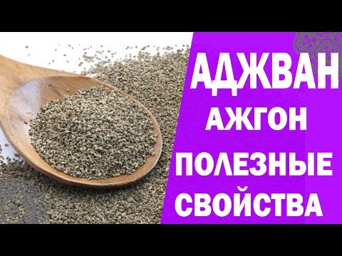 Ажгон. Аджван полезные свойства. Аюрведа Здесь
