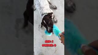 German short haired pointer puppy for the win! #puppy