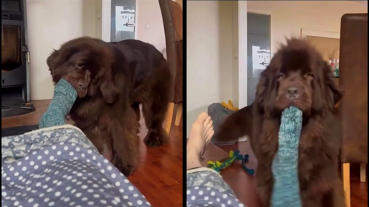 Dogs Do the Strangest Things