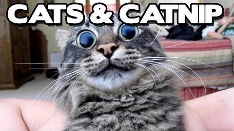 Cats on Catnip Funny Compilation! (BEST FUNNY ANIMAL COMPILATION) - Funny videos For Kids