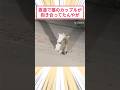 夜道で猫のカップルが抱き合ってたんやが #2ch動物スレ #猫動画 #猫のいる暮らし