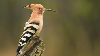 Birds with long beaks Names by Knowledge Inshort 304 views 9 months ago 7 minutes, 6 seconds