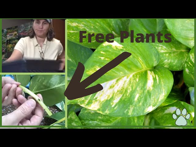 Lesson thumbnail