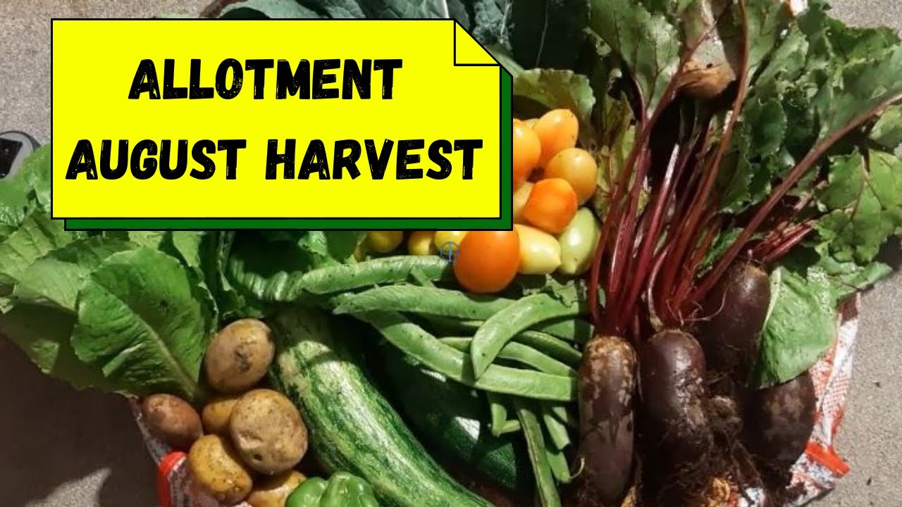 Allotment August Harvest - UK