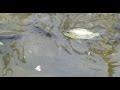 How fish crossing between the pools