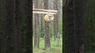 Bowmaster BMR900S Gen2, пули H&N Baracuda 5,5 мм, 1,37 г, дистанция 60 метров
