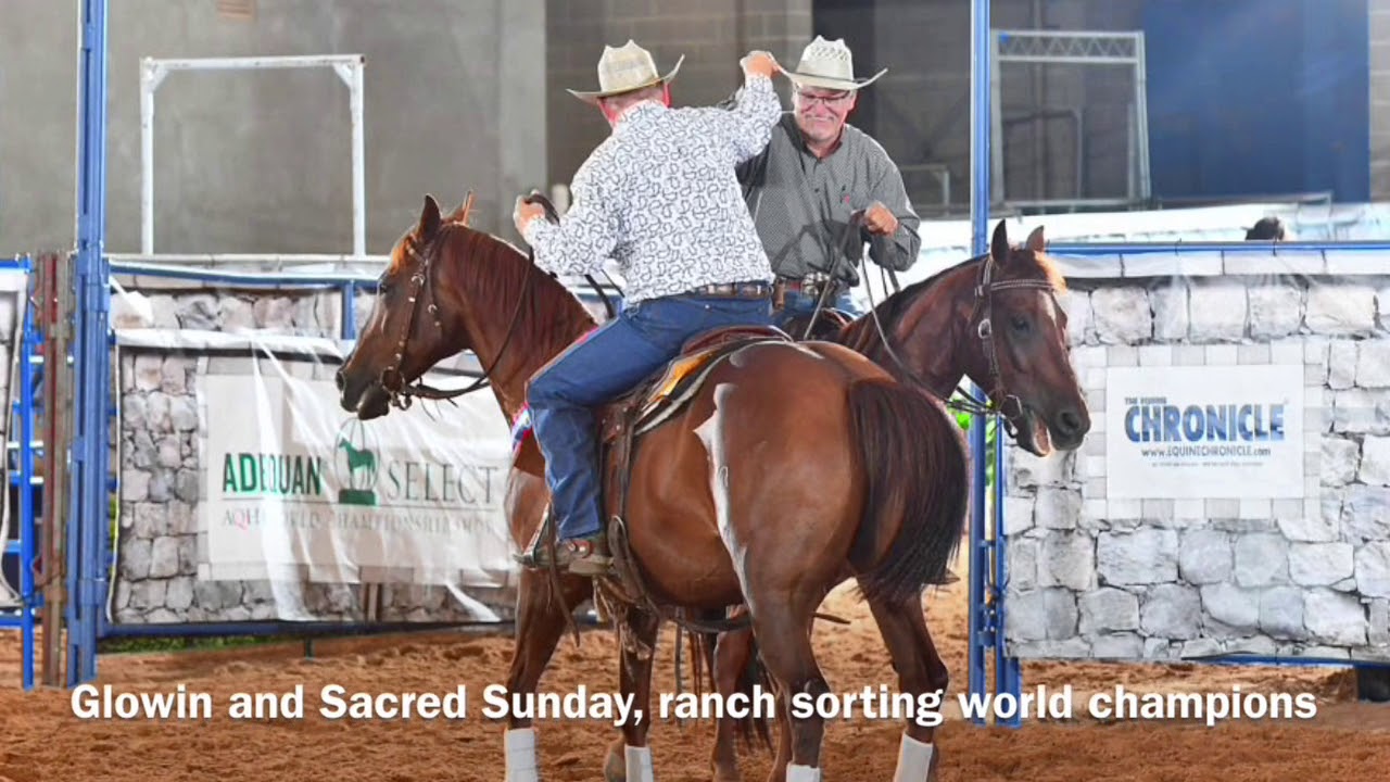 2018 Aqha Select Ranch Sorting Youtube