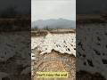 Duck Eggs Harvest | Duck Farming | Village farming|Farming #shorts #duck #farming #food
