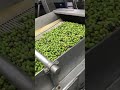 Making Organic Cold Pressed Olive Oil In Italy