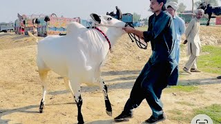 Gondal Mandi Latest Update 23 March 2026 Ll Gondal Mandi Today Ll Part 2 Ll Domail Mandi Ll Jamil Tv