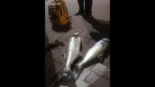 Double Shad Blue Lagoon Durban night spinning session May 2024