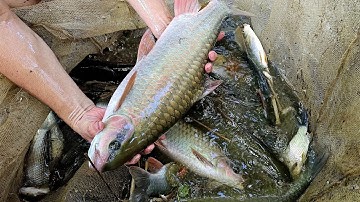 Đặc sản Tát Ao cá Bỗng khủng cá Vược vàng ươm toàn món ngon. Nguyễn Tất Thắng