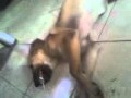 Dog Holding Lollipop