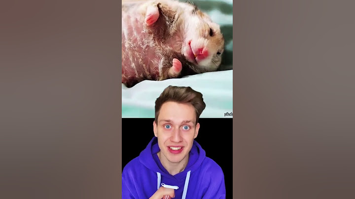 У девушки умер хомяк и случилось ужасное😰😰😰