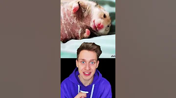 У девушки умер хомяк и случилось ужасное😰😰😰