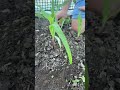 How To Grow A Three Sisters Garden Corn Beans Squash How To Grow A Three Sisters Garden Corn Beans Squash