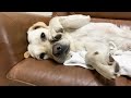 サンに集中してしまった時のゴンのやきもちの仕方