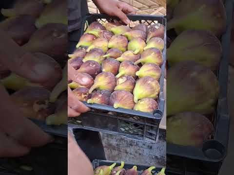 ليه التين الإسباني الأحمر أغلى من الذهب الطعم الفايدة السر الحقيقي اكسبلور مشاهدات