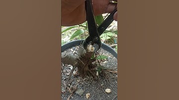 ASMR cutting bonsai by tools #mjbonsaidaily #shorts #bonsai #shortvideo #yearofyou