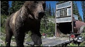 Yeti Vs Grizzly Bear Yeti Coolers Youtube Yeti Vs Grizzly Bear Yeti Coolers Youtube
