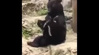 Kata baba hewan lucu banget