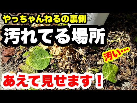 『ねこもようそん専用』スペシャルセット！ゆるふわ園芸やっちゃんねる ねこもようそん専用』スペシャルセット！ゆるふわ園芸やっ