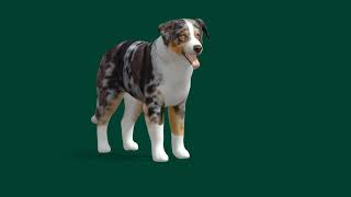 Australian Shepherd  Game Ready